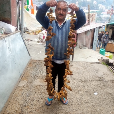 World's most prized morel mushroom plentiful in Himachal forests