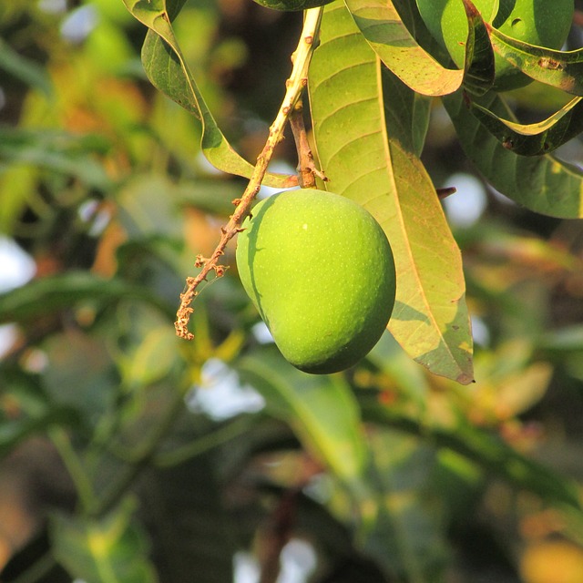 Mangoes