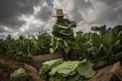 Tobacco leaves