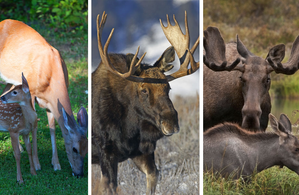 Chronic Wasting Disease