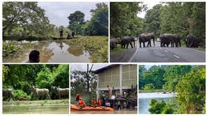 Kaziranga National Park