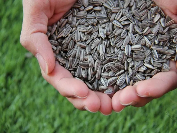 Govt e-marketplace launches 170 seed categories to speed up supply to farmers