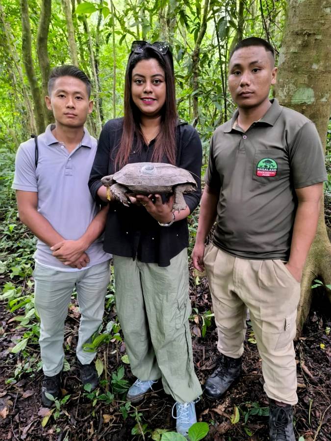 Asian Giant Tortoises reintroduced in Nagaland’s Peren district
