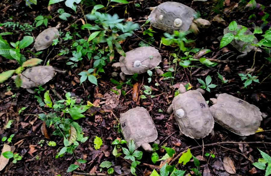 Asian Giant Tortoises reintroduced in Nagaland’s Peren district