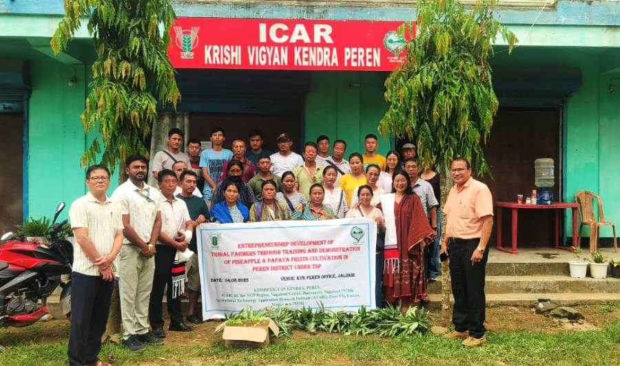 KVK Peren trains tribal farmers on papaya, pineapple cultivation