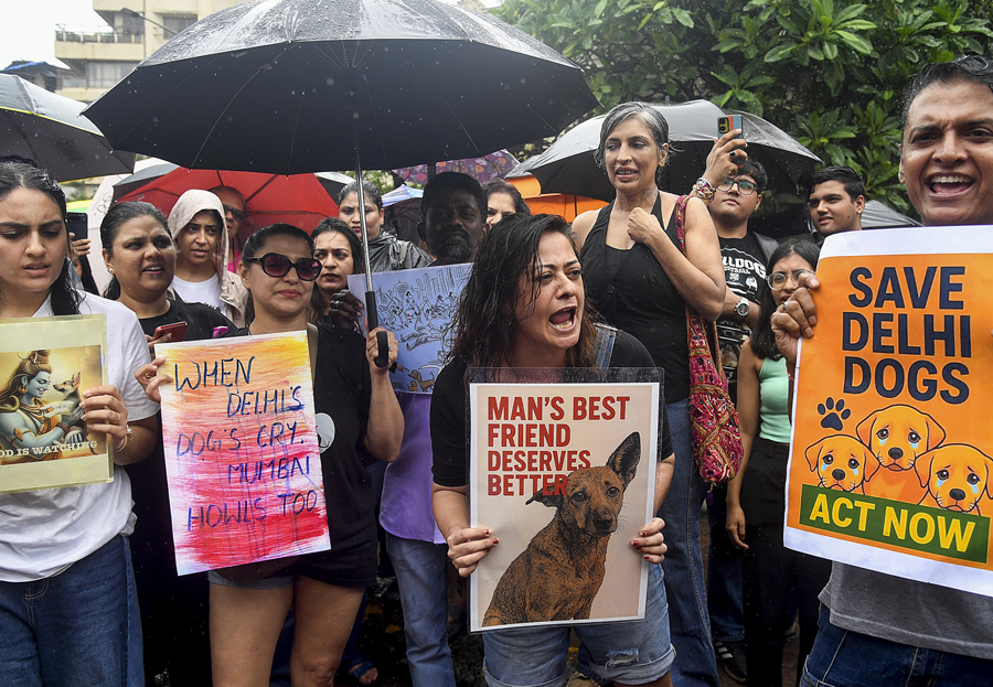 Problem of stray dogs due to inaction of local authorities, says Supreme Court; reserves order