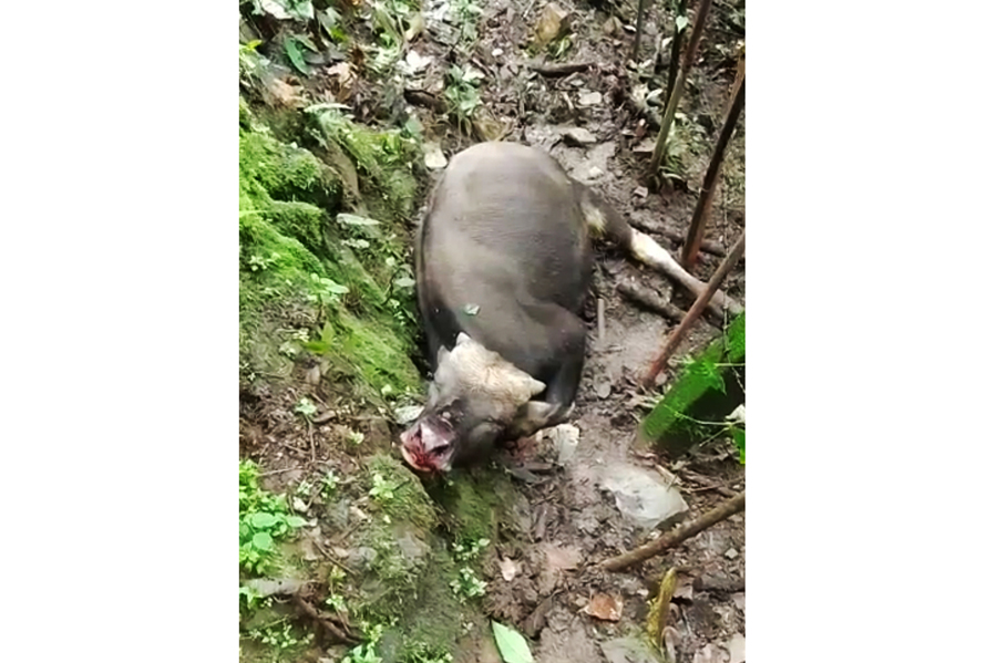 Wolf attacks leave trail of livestock deaths in Phek's Thüvopisü village