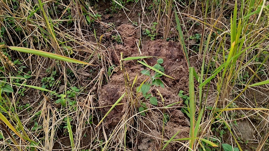 Wild elephants cause rampage at Changsu Old village in Wokha