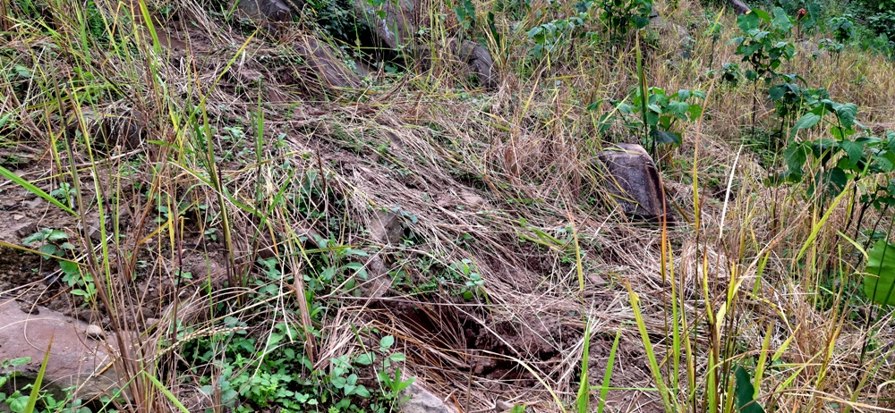 Wild elephants cause rampage at Changsu Old village in Wokha