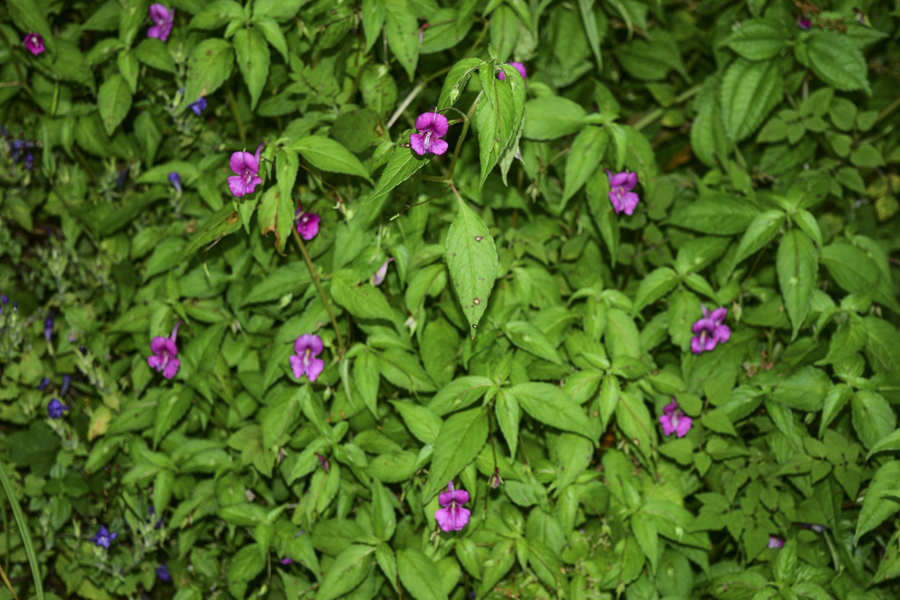 Scientists discover new species of balsam flower in Arunachal Pradesh