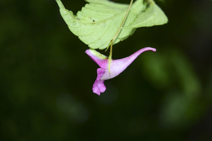 Scientists discover new species of balsam flower in Arunachal Pradesh