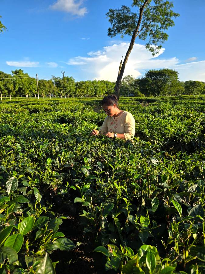 Nagaland University research unveils health potential of tea blossoms