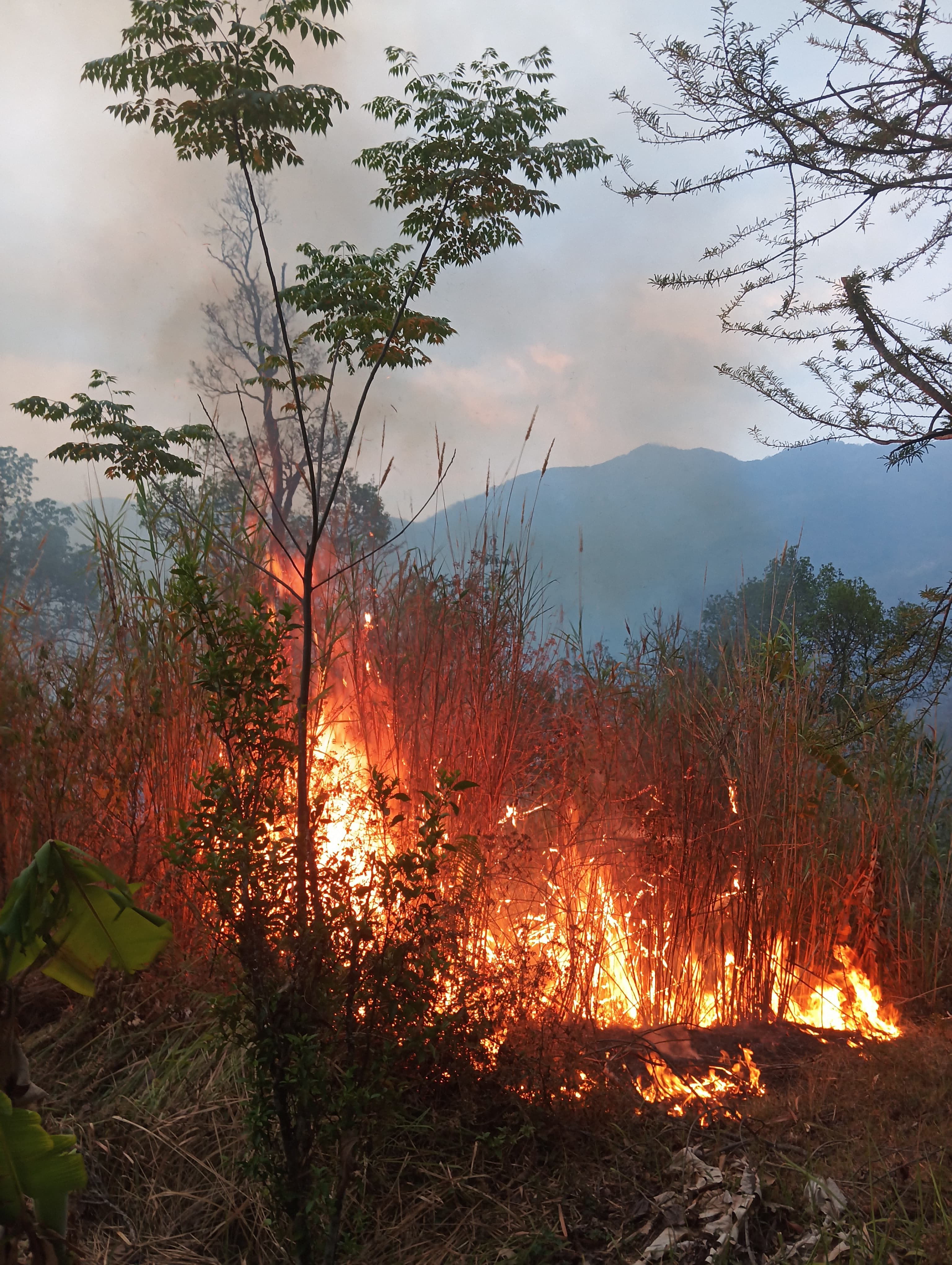 Fire razes jungle in Tseminyu, contained with community effort