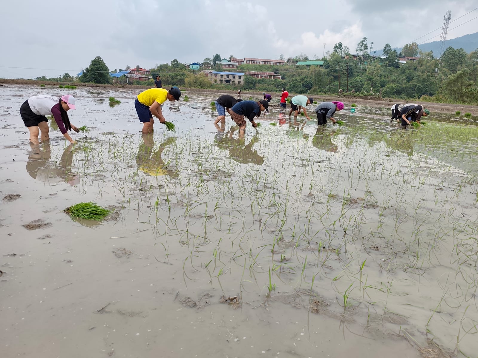 Purul Paoki