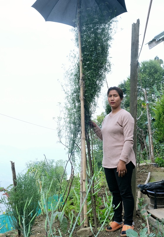 Tallest coriander plant in the world